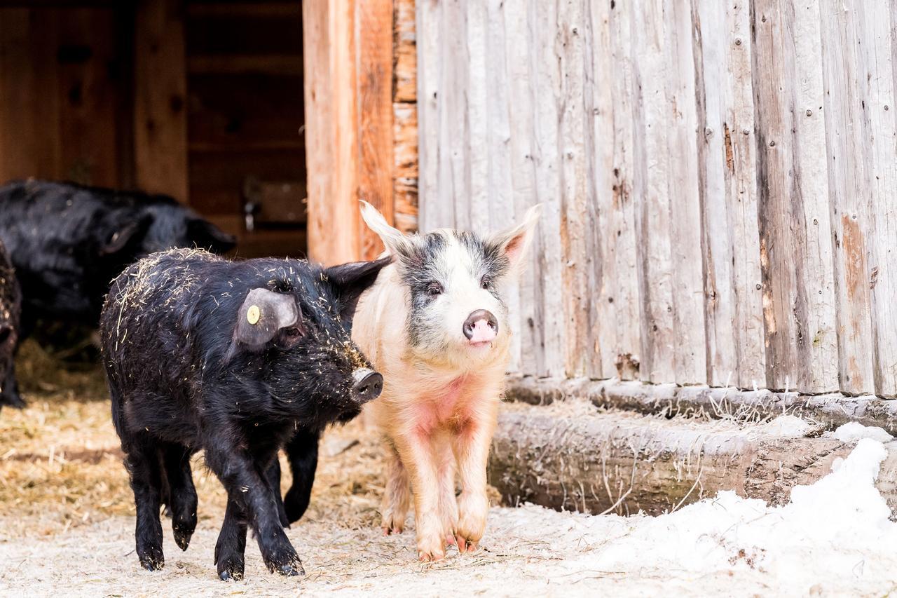 운테르타우언 Peakini Farmhaus 빌라 외부 사진